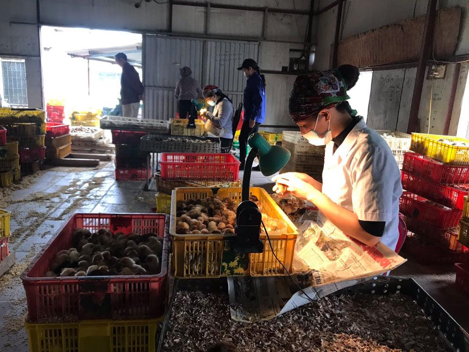 Bài 1 Kiếm trăm triệu mỗi tháng nhờ nghề phân loại giới tính gà 